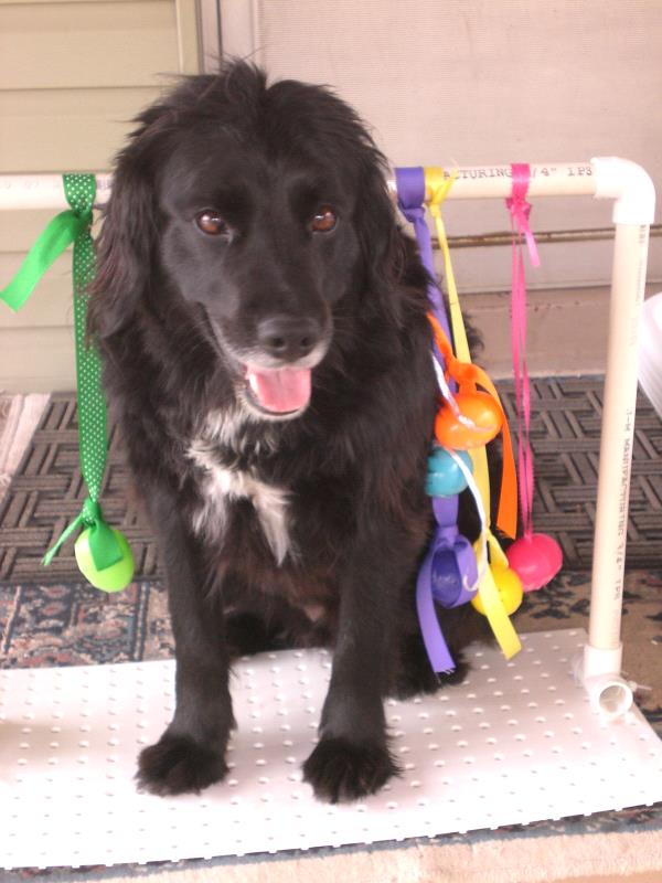 /Images/uploads/Humane Society of Utah/HSU2018/entries/4268thumb.jpg